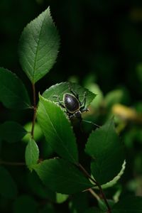 Close-up of insect on leaf