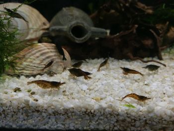 Close-up of crab in aquarium