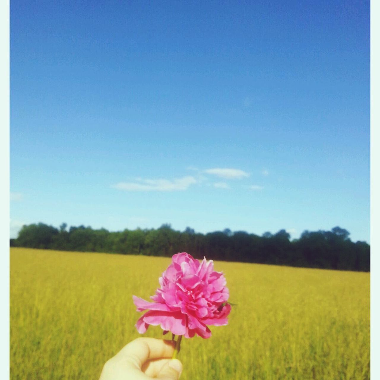 flower, field, freshness, fragility, beauty in nature, growth, person, yellow, nature, landscape, clear sky, sky, grass, blue, rural scene, flower head, plant