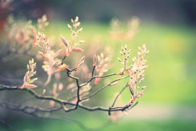 Close-up of flowering plant on field