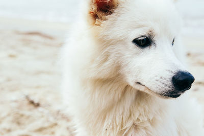 Close-up of white hairy dog looking away outdoors