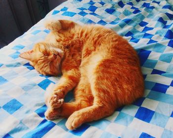 High angle view of dog sleeping on bed