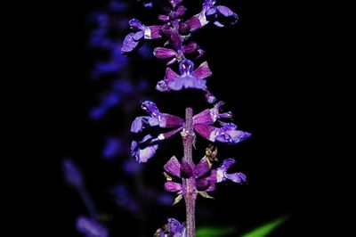 Close-up of purple flowers