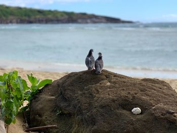 View of bird on rock at beach