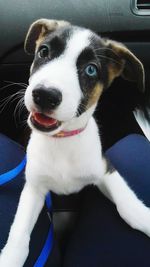 Close-up of dog sitting in car