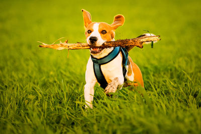 Portrait of a dog on grassy field