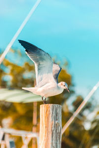 Low angle view of seagull perching on wooden post