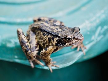 Close-up of frog in water