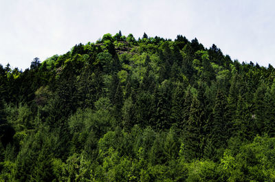 Trees in forest against sky