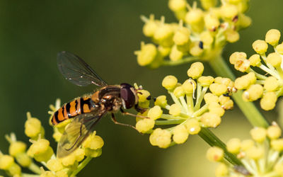 Close-up of insect on flower