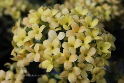 Close-up of yellow flower