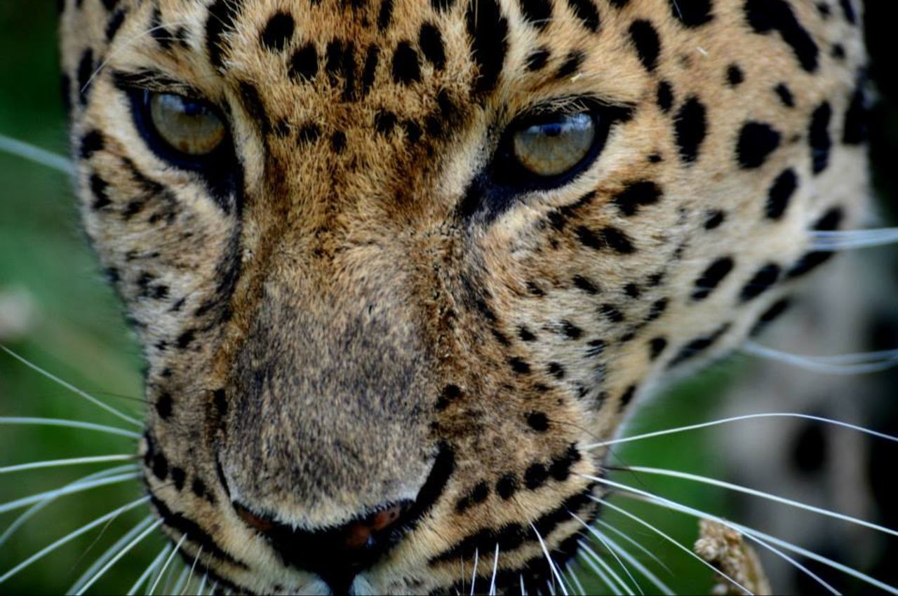 animal themes, one animal, animals in the wild, wildlife, animal markings, close-up, animal head, whisker, natural pattern, mammal, animal eye, animal body part, focus on foreground, tiger, looking at camera, portrait, nature, outdoors, feline, part of