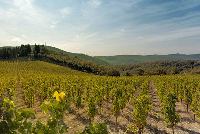 Idyllic shot of vineyard against sky