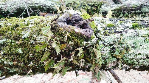 Close-up of tree