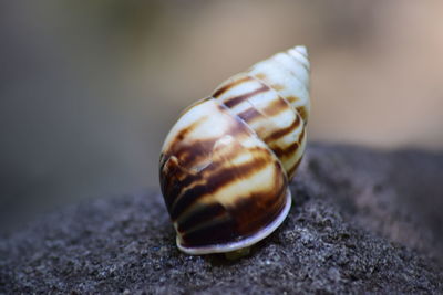 Close-up of snail on rock