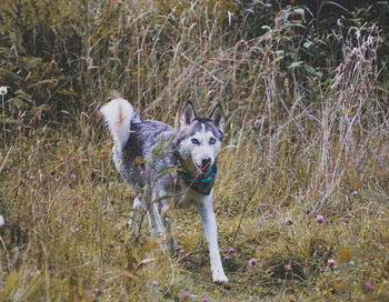 Dog running on field