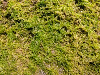 Full frame shot of green grass