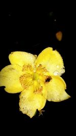 Close-up of flower over black background