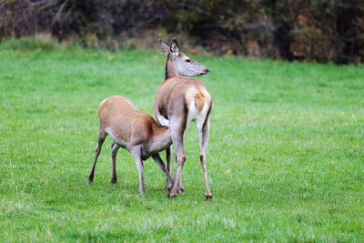 Deer on grassland