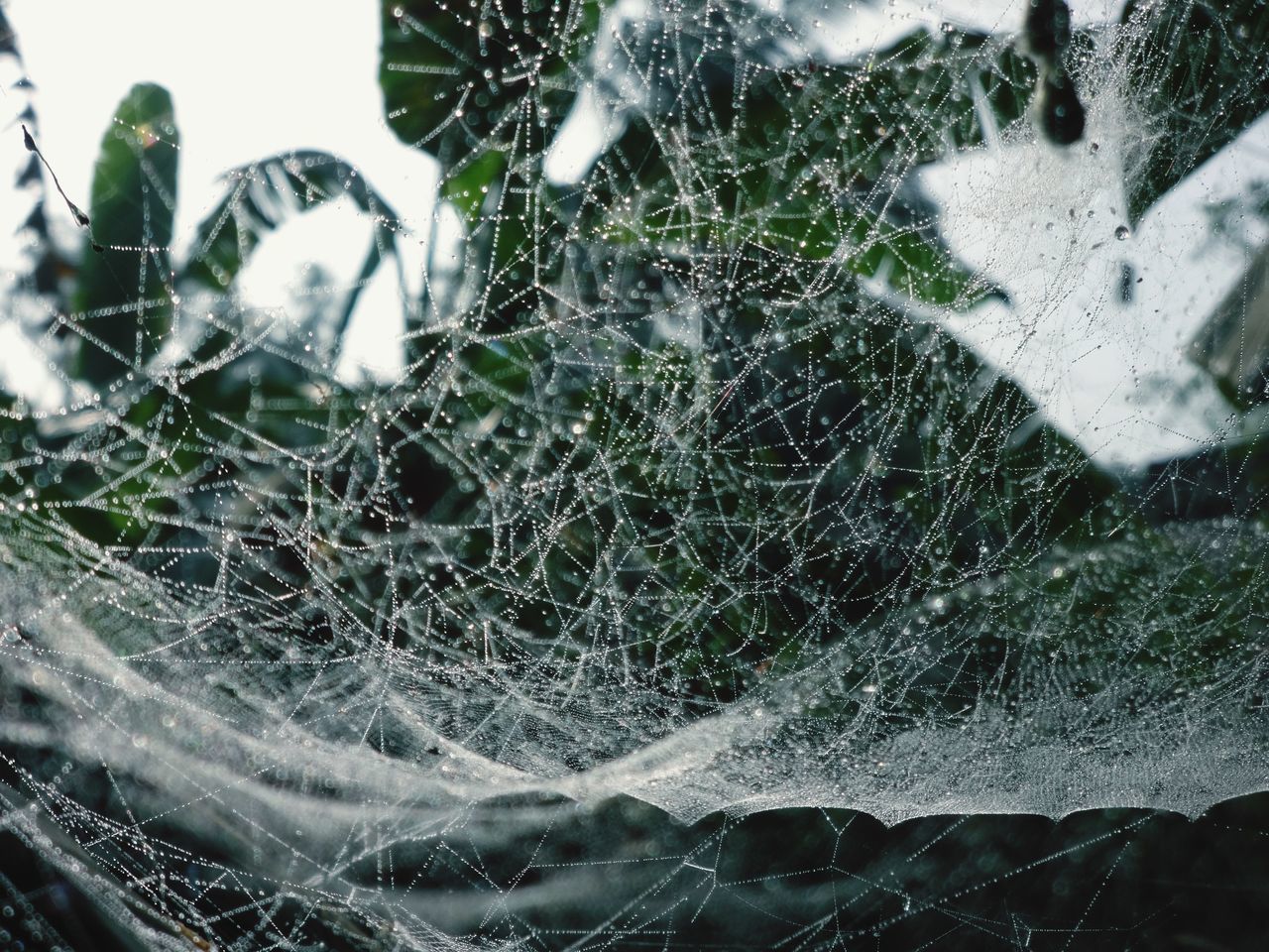 CLOSE-UP OF FROZEN SPIDER WEB ON PLANT