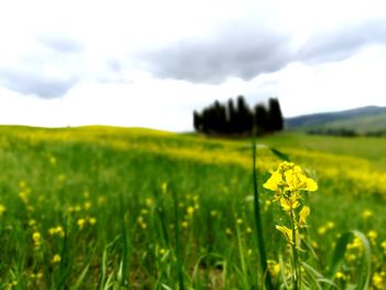 Close-up of fresh green field against sky