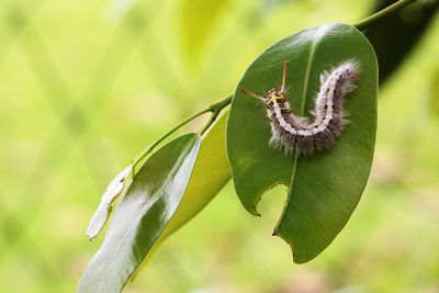 Close-up of plant