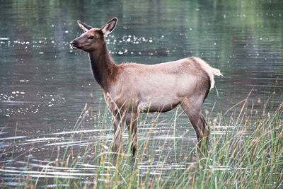 A young elk stands in shallow water.