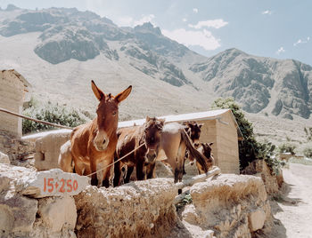 Horses on mountain against sky