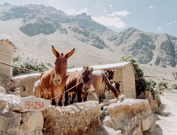 Donkeys on mountain against sky