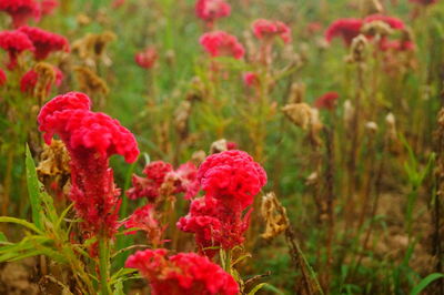 Close-up of red flowering plants on field