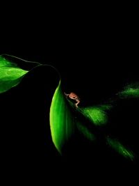 Close-up of green insect on black background