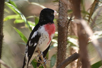 Close-up of bird perching on tree