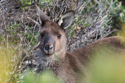 Close-up portrait of deer