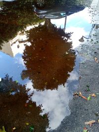 Reflection of trees in puddle on lake