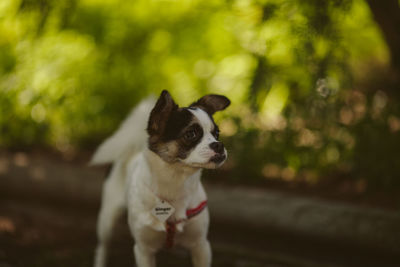 Dog looking away