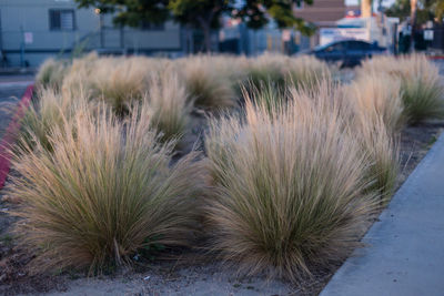 Close-up of grass
