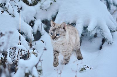 View of cat on snow covered field