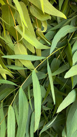 Full frame shot of fresh green leaves