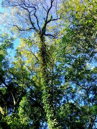 Low angle view of trees against clear sky