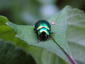 Close-up of insect on plant