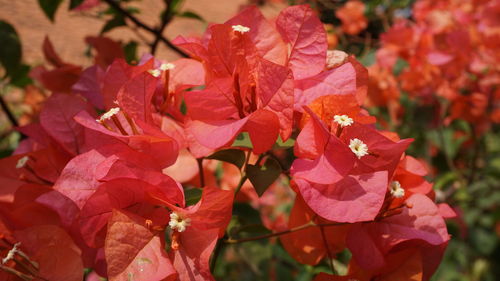Close-up of red flowering plant