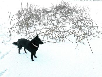 Flock of birds