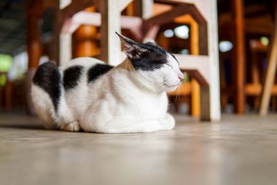 Close-up of a cat resting on floor