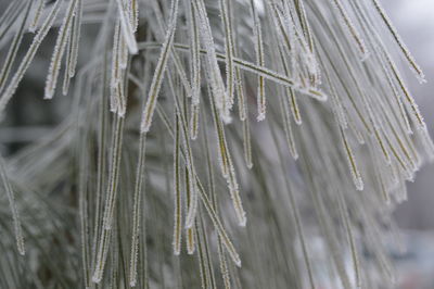 Close-up of snow