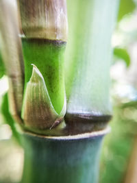 Close-up of succulent plant