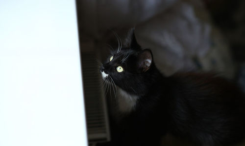 Close-up portrait of black cat