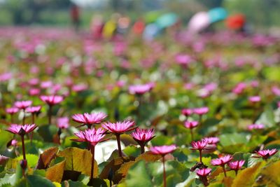 Close-up of pink flowering plants