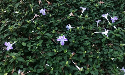 High angle view of purple flowering plants