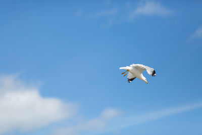 Low angle view of seagull flying in sky