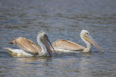 Birds swimming in lake